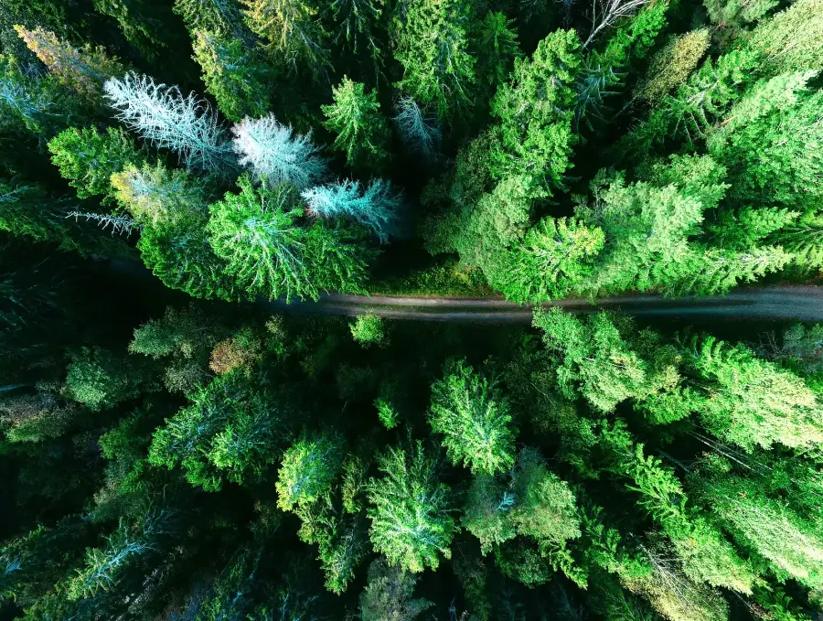 Wald von oben, ein schmaler Weg führt hindurch
